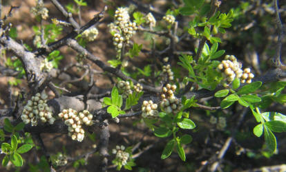 Little-leaf Sumac, Rhus microphylla (9)