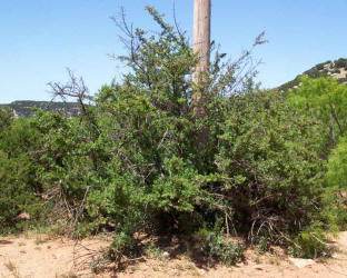 Little-leaf Sumac, Rhus microphylla