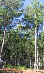 Loblolly Pine, Pinus taeda, KO (1)