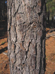 Loblolly Pine, Pinus taeda, KO (2)