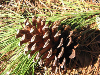 Loblolly Pine, Pinus taeda, KO (3)