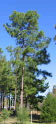 Loblolly Pine, Pinus taeda, KO