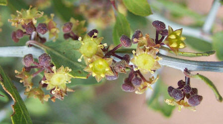 Lotebush, Ziziphus obtusifolia (11)
