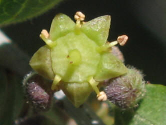 Lotebush, Ziziphus obtusifolia (15)