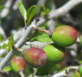 Lotebush, Ziziphus obtusifolia (16)