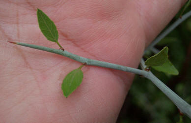 Lotebush, Ziziphus obtusifolia (2)