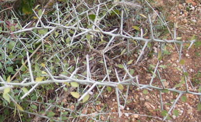Lotebush, Ziziphus obtusifolia (3)