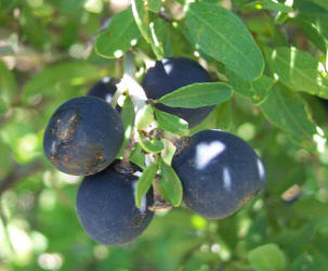 Lotebush, Ziziphus obtusifolia (4)