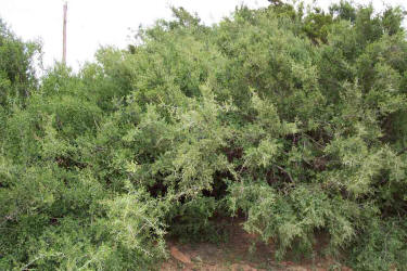 Lotebush, Ziziphus obtusifolia