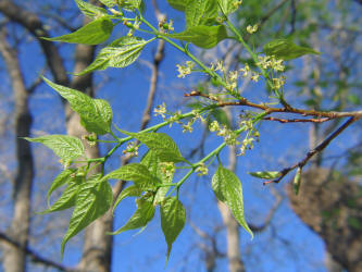 Netleaf Hackberry, Celtis laevigata  var. reticulata (11)