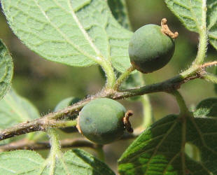 Netleaf Hackberry, Celtis laevigata  var. reticulata (6)