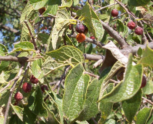 Netleaf Hackberry, Celtis laevigata  var. reticulata