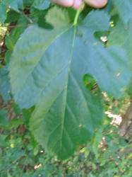 Paper Mulberry, Broussonetia papyrifera, A