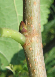 Paper Mulberry, Broussonetia papyrifera, B, mom (1)