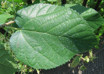 Paper Mulberry, Broussonetia papyrifera, B, mom