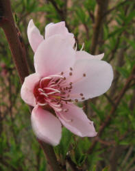 Peach, Prumus persica (1)