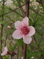 Peach, Prumus persica (2)