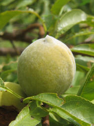 Peach, Prumus persica (3)