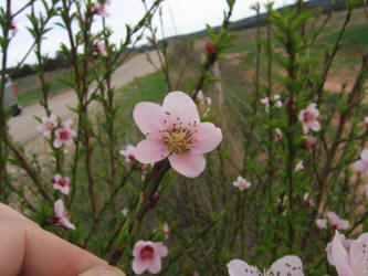 Peach, Prumus persica