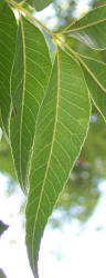 Pecan, Carya illinoinensis, A native (1)