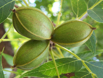 Pecan, Carya illinoinensis, A native (2)