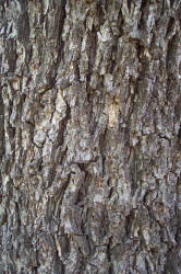 Pecan, Carya illinoinensis, A native (3)