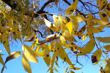 Pecan, Carya illinoinensis, A native (4)