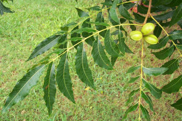 Pecan, Carya illinoinensiss, B (1)