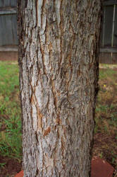 Pecan, Carya illinoinensiss, B (2)