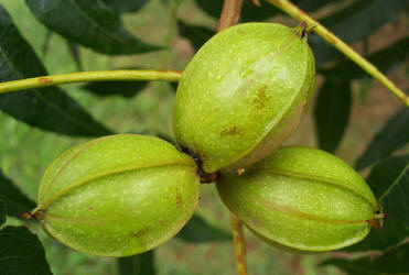 Pecan, Carya illinoinensiss, B