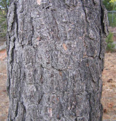 Ponderosa Pine, Pinus ponderosa (1)