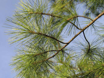 Ponderosa Pine, Pinus ponderosa (2)
