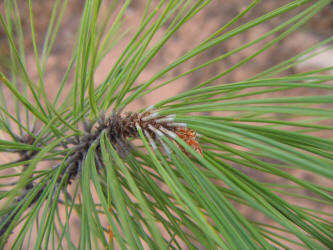 Ponderosa Pine, Pinus ponderosa (3)