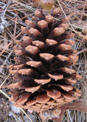 Ponderosa Pine, Pinus ponderosa (6)