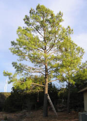 Ponderosa Pine, Pinus ponderosa