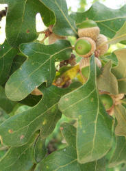 Post Oak, Quercus stellata, A (2)
