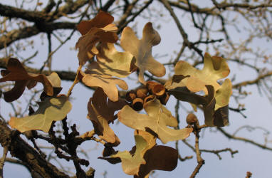 Post Oak, Quercus stellata, B (3)