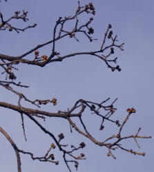 Post Oak, Quercus stellata, B (4)