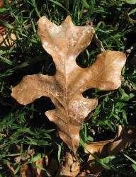 Post Oak, Quercus stellata, C, VZ (1)