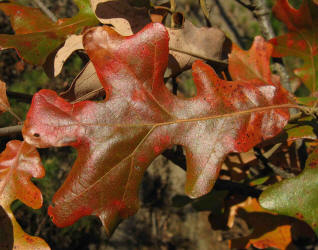 Post Oak, Quercus stellata, C, VZ (2)