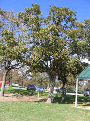 Post Oak, Quercus stellata, C, VZ