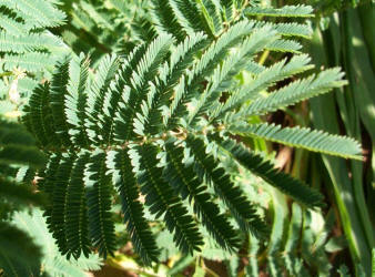 Prairie Acacia, Acacia angustissima (1)