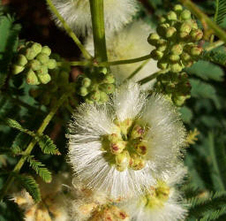 Prairie Acacia, Acacia angustissima