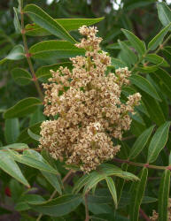 Prairie Flameleaf Sumac, Rhus lanceolata (1)