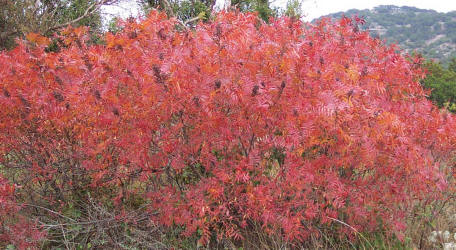 Prairie Flameleaf Sumac, Rhus lanceolata (2)