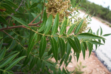 Prairie Flameleaf Sumac, Rhus lanceolata (3)