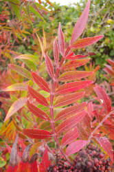 Prairie Flameleaf Sumac, Rhus lanceolata (4)