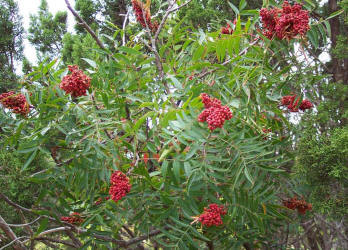 Prairie Flameleaf Sumac, Rhus lanceolata (5)