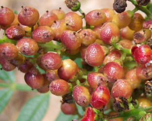 Prairie Flameleaf Sumac, Rhus lanceolata (7)