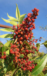 Prairie Flameleaf Sumac, Rhus lanceolata (8)